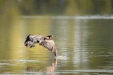 Abflug des Kormoran