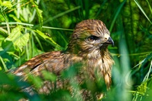 Mäusebussard