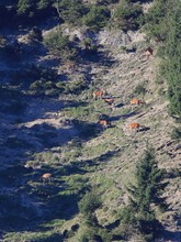 Hirschbrunft im Gebirge