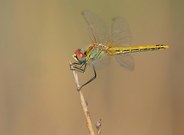 Frühe Heidelibelle (Weibchen) '23