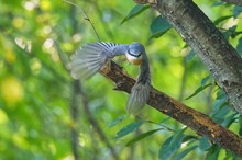 Kleiber im Anflug