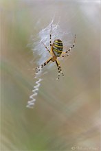 Wespenspinne (Argiope bruennichi)