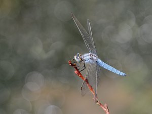 Den Südlichen Blaupfeil