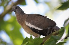 Ringeltaube (Columba palumbus)