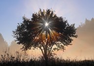 Strahlenbaum