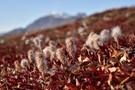 Herbstliche Polarweiden im Muskesoxefjorden, NO-Grönland NP