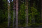 Geisterhafter Wald