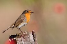 ein Rotkehlchen (Erithacus rubecula)