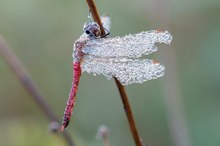 Der Herbst des Lebens...