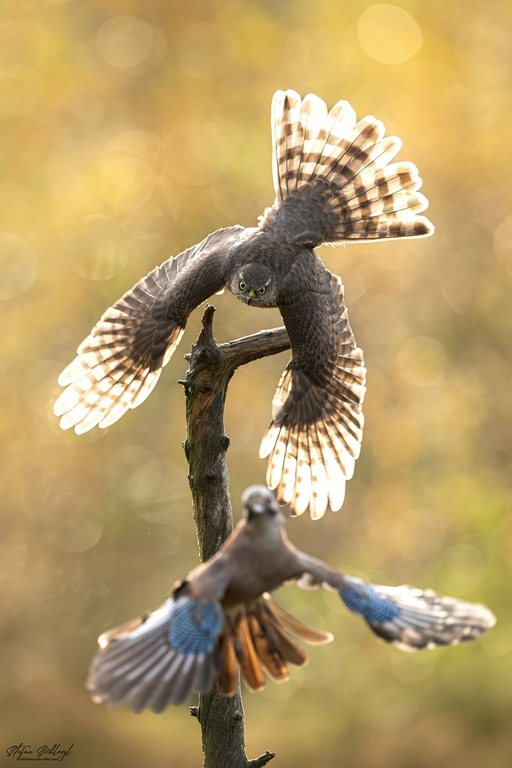 Sperber und Eichelhäher