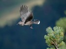 Hektisches Treiben im Zirmenwald