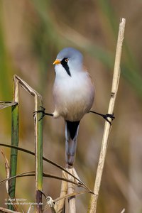 Bartmeise (Panurus biarmicus) Männchen