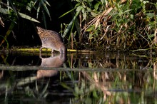 Wasserralle bei der Futtersuche