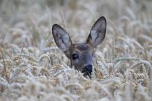 Reh (Capreolus capreolus)