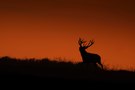 Mit dem Sonnenuntergang startet die Brunft