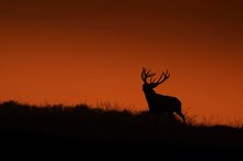 Mit dem Sonnenuntergang startet die Brunft