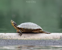 Gelbbauch-Schmuckschildkröte