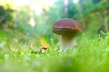 Durch und durch madig