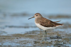 Waldwasserläufer II