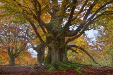 Herbstkleider