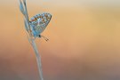 Aricia agestis