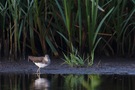 Waldwasserläufer