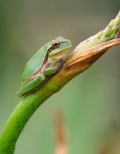 Babylaubfrosch