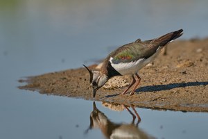 Vogel des Jahres