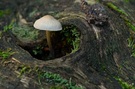 Pilz im Astloch