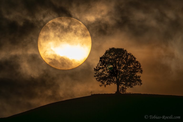 Sonnenflecken neben der Linde