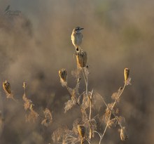 Bye, bye, Vogel des Jahres