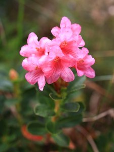 Verspätete Alpenrose