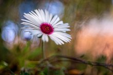 Mittagsblume  mit Altglas