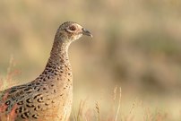 Die unscheinbare…