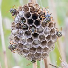 Nest der Feldwespe