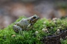 Ein Grasfrosch ...