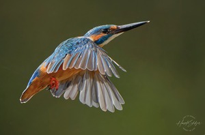 Eisvogel im Flug