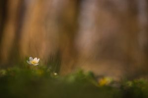 Ganz allein im Frühlingswald...