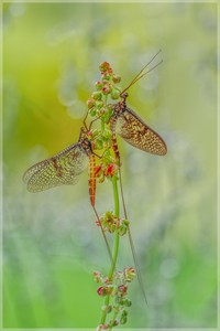 Die Eintagsfliegen