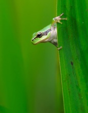 Neugieriger Babylaubi