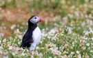 Puffin