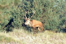 Hirschbrunft an der Ostsee