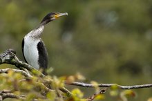 Kormoran