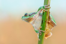 Hyla arborea