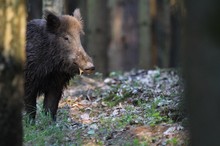 Wildschwein (Sus scrofa)