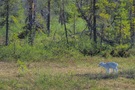 ein weiter Weg durch Schwedens Lappland