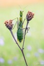 Mantis vor Acker-Witwenblumen im Abendlicht