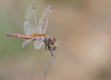 Violetter Sonnenzeiger (Weibchen)