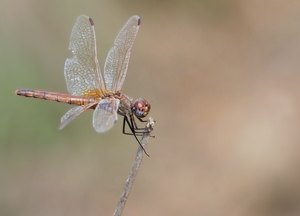 Violetter Sonnenzeiger (Weibchen)