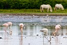 Pelikane und Camargue Pferde